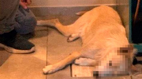 Indignación En Córdoba Por Un Hombre Que Mató De Una Patada A Un Perro