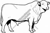 Steer Clipartmag Bull sketch template