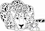 Coloring Running Cheetah Pages Printable Color Print Getcolorings Pag sketch template