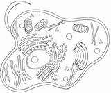 Biologie Getdrawings Cells Ausmalbilder Ekologia Worksheet Eukaryotic Labeled Microscope Coloringhome sketch template
