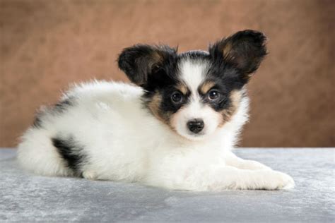 cute small dogs cutest dog breeds  stay small cute small dogs cute dogs breeds tiny dog