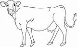 Cow Clipart Coloring Clip Cliparts Favorites Add sketch template