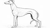 Greyhound Whippet Dogs  sketch template
