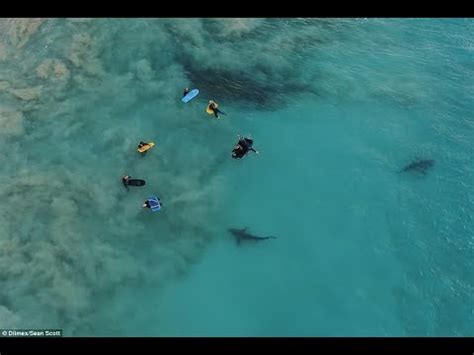 drone footage  captured hundreds  sharks swimming  children  western australia youtube