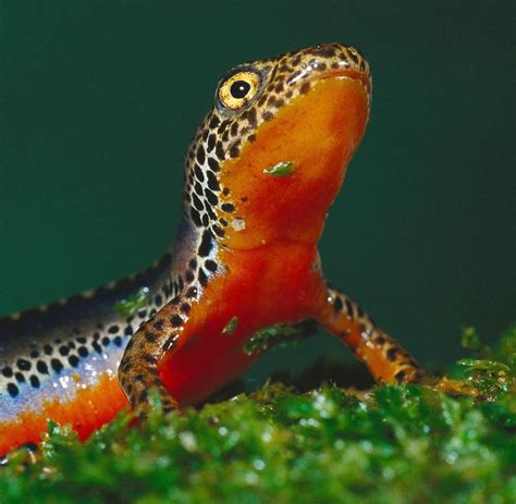 amphibien amphibien bilder und informationen zu froschen salamander