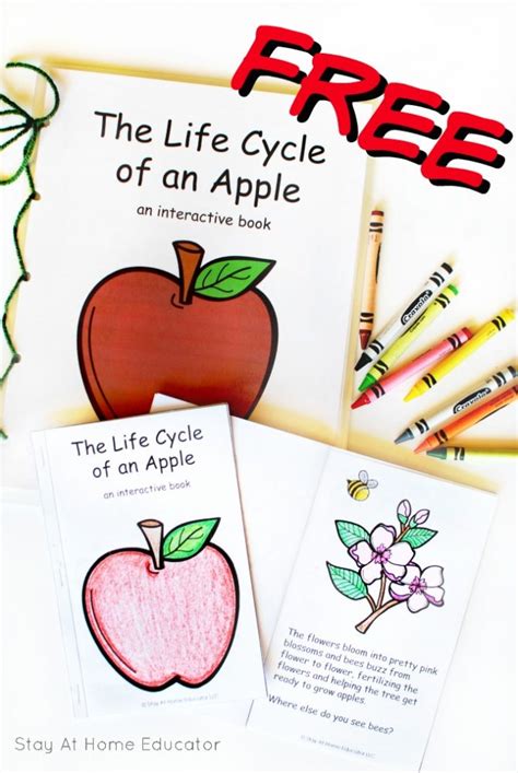 apple life cycle printable apple activities stay  home educator