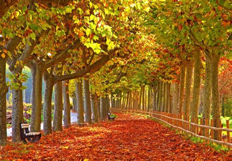 autumnal park jigsaw puzzle  great sightings puzzles