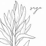 Sage sketch template