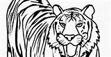 Coloring Pages Tiger Lion Tigers Lions Color Printable Getcolorings Col sketch template