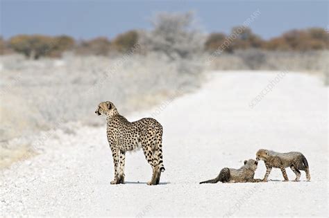 Cheetah Female With Cubs Stock Image C018 9336