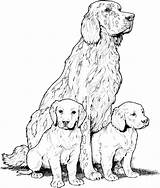 Coloring Golden Retriever Pages Puppies Popular sketch template