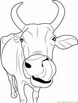 Printable Cows Colouring sketch template