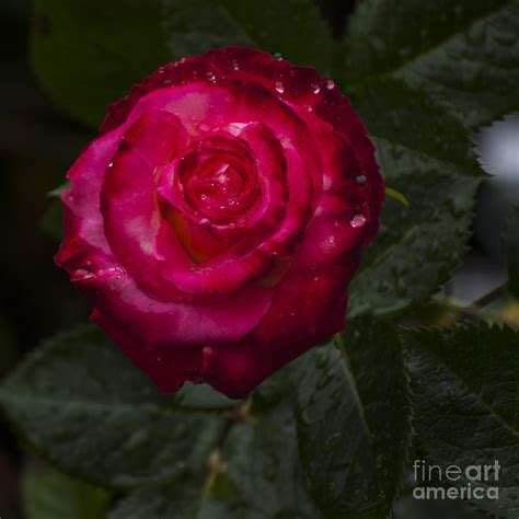 Red Rose With Water Drops Sq Photograph By Mandy Judson Fine Art