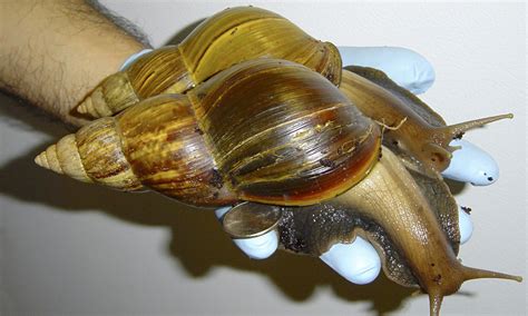 hundreds  giant african snails seized   environment  guardian