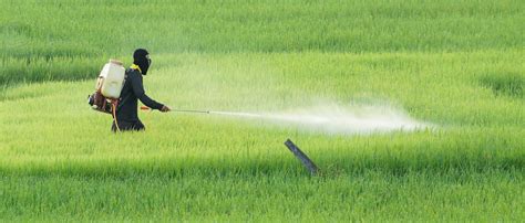 nanoparticles rapidly detect pesticides  food research development world