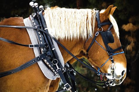 horse drawn   photo  freeimages