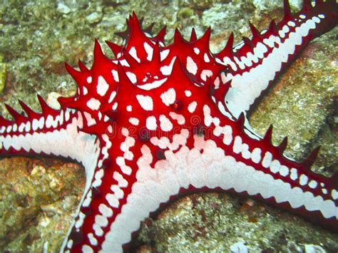 colorful starfish close  stock image image