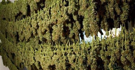 dry weed marijuanatm cannabis news