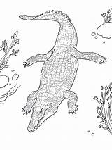 Coccodrillo Caimano Rettili Crocodile Animali sketch template