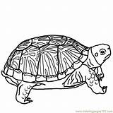 Turtle Coloring Pages Printable Box Color Ornate Bw Reptile Clip Kids Reptiles Animals Cute Tortuga Google sketch template