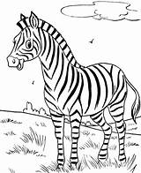 Coloring Zebra Pages Library Clipart Colouring Wild Animals sketch template