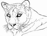 Cougar Coloring Pages Printable Onlinecoloringpages Print Sheet sketch template