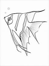 Angelfish Fische Ausmalbilder Fisch Skalar Bacheca Pinnwand Auswählen sketch template