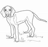 Coloring Pages Weimaraner Foxhound Hound Dog American Fox Printable Coon Coonhound Dogs Drawing Template English Color Kids Choose Board sketch template