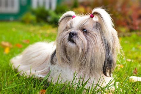 small dog breeds  indoor pets