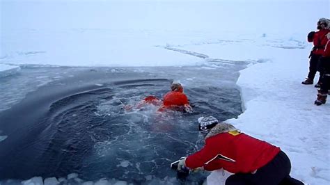swimming   arctic ocean youtube