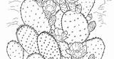 Coloring Cactus Prickly Pear sketch template