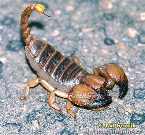 skorpion bilder skorpion fotos naturfoto