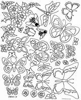 Coloring Pupa Mariposas sketch template