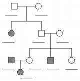 Pedigree Practice Key Pedigrees Human Analyzing Answer Worksheets Family Many Couple Does Children Original Biologycorner Inheritance sketch template