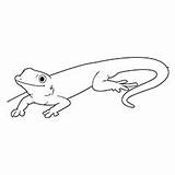 Lizard Anole sketch template