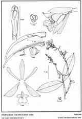 Schltr Andean Subgroup 1917 Epidendrum Group sketch template