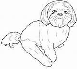 Coloring Pages Havanese Tzu Shih Adults Getcolorings Color sketch template