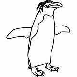 Draw Penguin Step Macaroni Learn Animals sketch template