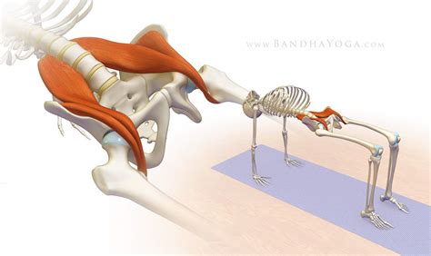 psoas muscle yoga anatomy yoga  flexibility