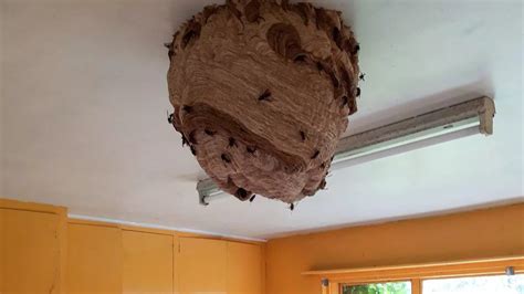 Asian Hornet Nest Discovered In Uk Is One Of The Largest Ever