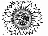 Sunflower Clipart Clip Coloring Printable Cliparts Library sketch template