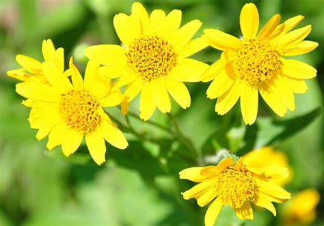 arnica herb   side effects