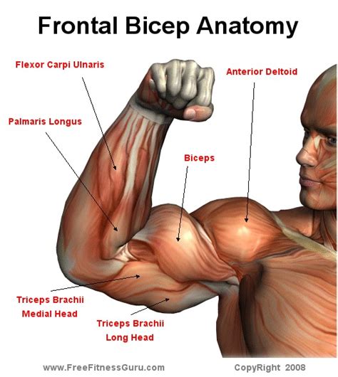 loss weight    shape workouts bicep anatomy