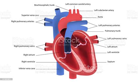 schéma du coeur humain vecteurs libres de droits et plus d images de