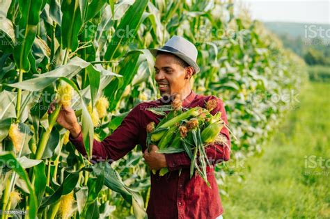 young  cheerful modern african american farmer gathers corn cobs