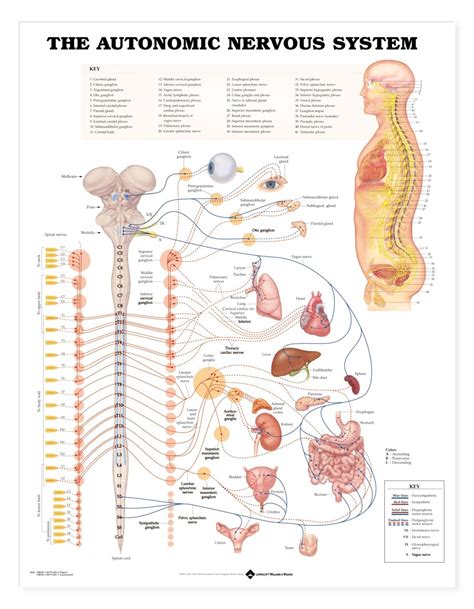 Autonomic Nervous System Chart Autonomic Nerves Poster