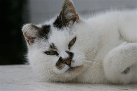 coping with cat cancer symptoms and advice blue cross