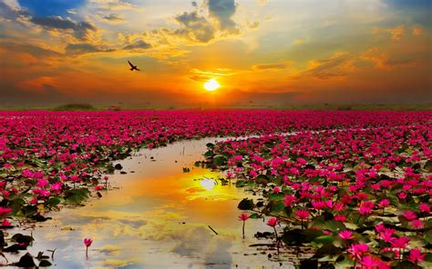 50 free very beautiful desktop backgrounds that look lotus flower images hd hd wallpapers