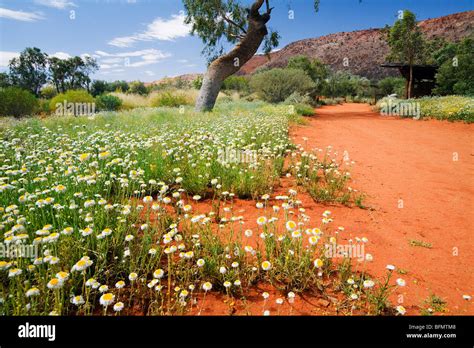 australia northern territory alice springs wildflowers   alice