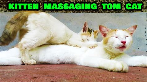 tom cat gets a good massage from kitten youtube